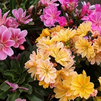 Lewisia 'Brynhyfryd Hybrids'